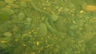 Lampreys Spawning Two Dives [upl. by Hesketh772]