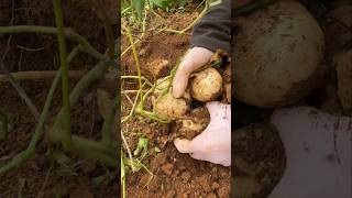 Harvest Jicama Underground farming amazing viral fruitgarden fruitplants carving fruittrees [upl. by Hulda]