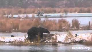 Lowerriver brown bear amp salmon camvery nice cam if you love watching bears101812 [upl. by Eceinej]