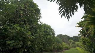 BreadfruitA Tree of Importance to Hawaii [upl. by Morlee]