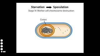 Endospore Formation [upl. by Orion668]