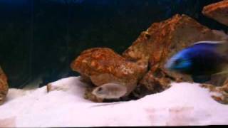 Parade repro Placidochromis SPJalo quot Jalo Reef quot F0 [upl. by Latoya]