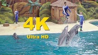 4KUltra HD Boudewijn Seapark Dolfijnenshow [upl. by Suiddaht]