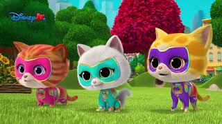 😸 Nowe kocie przygody  Superkoty  Disney Junior Polska [upl. by Marron462]