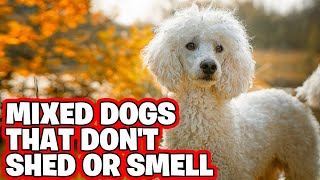 10 Best Mixed Dogs That Dont Shed Or Smell Recommend By Pet Experts [upl. by Abe]