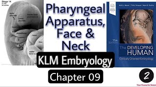 Pharyngeal Apparatus Face and Neck  Chapter 9  KLM Embryology [upl. by Aihtyc]