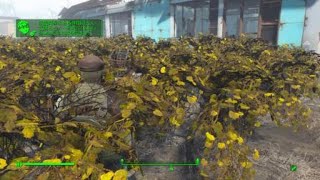 Fallout 4  Curie Romance Complete in Mutfruit  Japanese Sub [upl. by Tfat126]