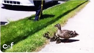 Duck Family Rescue  Lucky Ducks Saved From Storm Drain [upl. by Gowon]