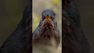 The Dartford Warbler 🐦🫶🏻 shorts wildlife [upl. by Haff5]