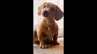 Sounds That Will Make Your Dog Tilt Their Head 💖 Love Dogs amp Puppies Reaction shorts [upl. by Adur]