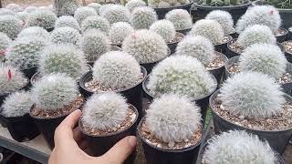 4 ปัจจัย เลี้ยงแมมขนแกะให้ขนหนา ขาวฟู สวยงาม Mammillaria bocasana cv multilanata MoomKaset [upl. by Lednam]