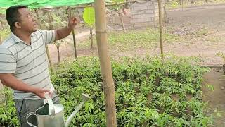 Agarwood seedlings nursery paano inaalagaan [upl. by Lody]