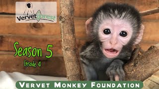 Two new baby monkey orphans arrive each with their own story Ellio up to tricks with feeding cage [upl. by Novled84]