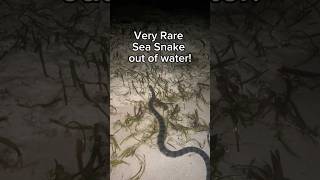 Very Rare video of a Sea Snake out of water snake snakevideo wildlife nature shorts [upl. by Akeenat]