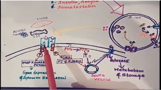 INSULIN [upl. by Mayap]