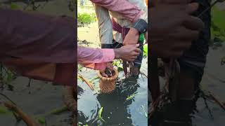 চারির মধ্যে বিশাল শোল মাছ পরছে fishing fish fishingbd shortsfeed shorts [upl. by Batty]