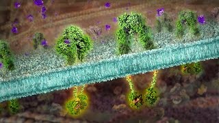 Insulin Receptor and Type 2 Diabetes [upl. by Schug]