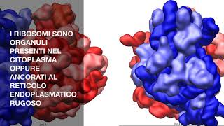 I RIBOSOMI  IN BREVE [upl. by Amada]