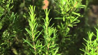 Protéger son jardin potager des insectes et des maladies [upl. by Virg964]