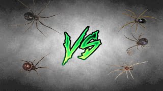 steatoda grossa vs steatoda castanea [upl. by Waterman]