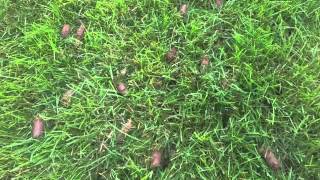 Over Seeding using Core Aeration and Compost [upl. by Ahsatak]