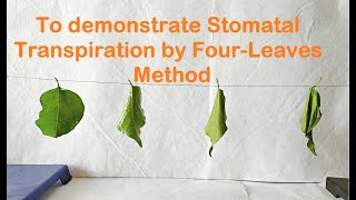 Four Leaves Experiment to demonstrate Stomatal transpiration [upl. by Rubin]