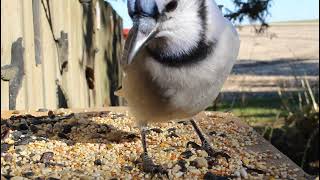 Blue Jay Close up [upl. by Hsakaa]