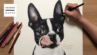 Speed Drawing Boston Terrier Drawing Hands [upl. by Anirrehs]