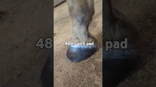 3 day process abscess barnlife equine horse animalintex equestrian [upl. by Perri]