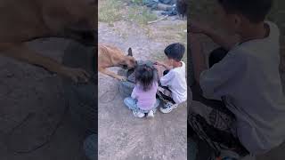 Dog save the life shorts youtubeshorts shortsfeed [upl. by Lecrad]