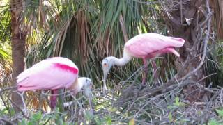 roseate spoonbill courtship beak clacking [upl. by Anaiek]