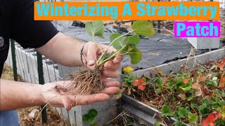 Winterizing a strawberry patch Weeding and pruning strawberry plants [upl. by Eelam]