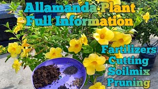 Allamanda plant care tips Allamanda flower plantHow to grow allamanda flower plant [upl. by Anirret]