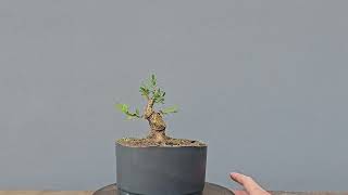 Pré Bonsai Buxus Harlandii 6 Anos [upl. by Nagirrek]