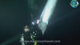 AMAZING UNDERWATER FOOTAGE Dolphin rescued by divers in Hawaii [upl. by Yrrej59]