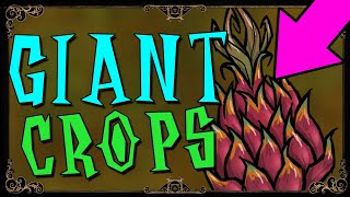 HOW TO GROW GIANT CROPS  Dont Starve Together Guide [upl. by Mears]