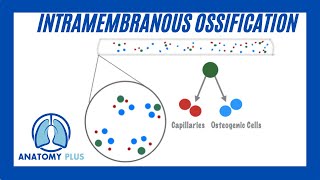 Intramembranous Ossification [upl. by Llevol]