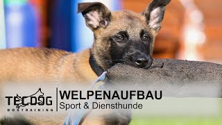 007Live Welpenaufbau Sporthund  Diensthund [upl. by Huggins]