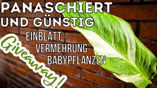 Das Einblatt  Spathiphyllum variegata  Zimmerpflanzen Pflege und Vermehrung Spezial über Ableger [upl. by Meeharb]