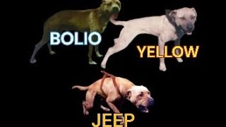 3 PITBULL BLOODLINE PUPPIES 2024 THE HOLY GRAIL REDBOY JOCKO BOLIO amp JEEP [upl. by Notnerb731]