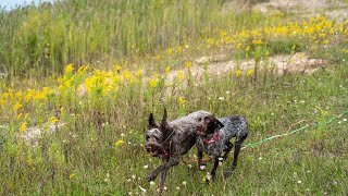 Wirehaired Pointing Griffons Adapting to Rural Living [upl. by Aissyla]