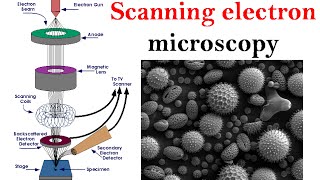 How do Electron Microscopes Work 🔬🛠🔬 Taking Pictures of Atoms [upl. by Jeannine]