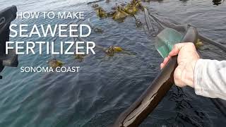 How To Make Seaweed Fertilizer High Quality Liquid Gold [upl. by Eob835]