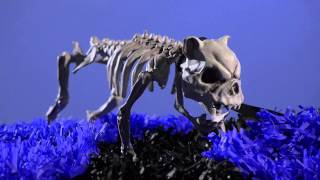 Barking Skeleton Dog  Halloween Decorations  Shindigz [upl. by Darnall]