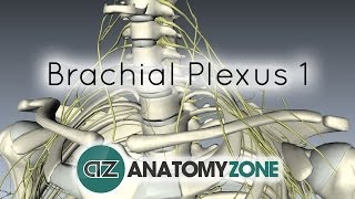 Brachial Plexus  Branches  3D Anatomy Tutorial [upl. by Carce]