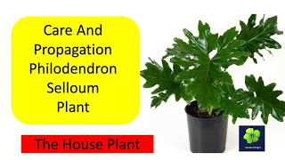 Care amp Propagation of Philodendron Selloum Hope Plant [upl. by Ahsinid907]