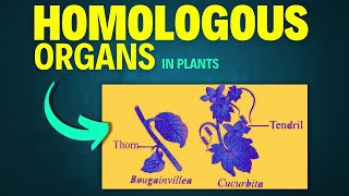 Homologous and Analogous Organs  Homologous Organs in plants  Evidence of Evolution class 12 [upl. by Allebasi]