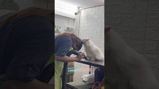 So aggressive cat grooming 105200 days cat youtubeshorts catlover [upl. by Ettenel]