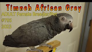 Timneh African Grey Parrot female [upl. by Angadresma438]