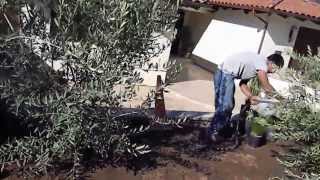 Olive Trees  Proper Planting of Medium to Large Trees [upl. by Lindberg884]